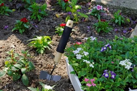 Bedding plants Stock Photos