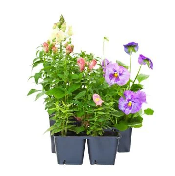 Bedding plants Stock Photos