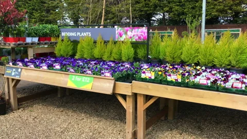 Bedding plants viola and other varitiy for sale in Garden Center Stock Footage 174368195