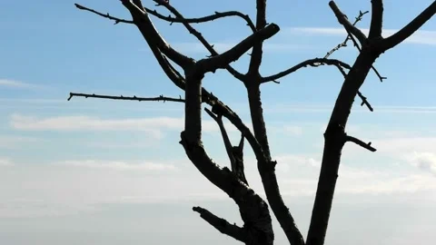 Beddingestrand, Skåne, Sweden Stock Footage 220784352