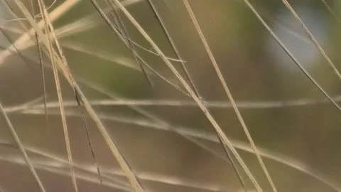 Beddingestrand, Skåne, Sweden Video stock 220784523