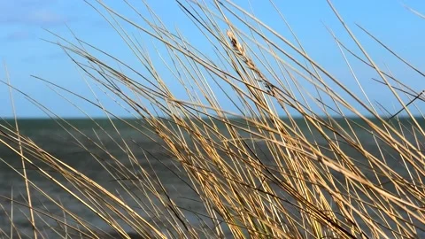 Beddingestrand, Skåne, Sweden Stock Footage 220784615