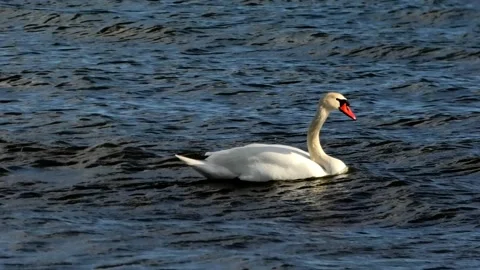 Beddingestrand, Skåne, Sweden Video stock 220784766