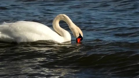 Beddingestrand, Skåne, Sweden Video stock 220784824