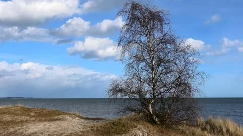 Beddingestrand, Skåne, Sweden Video stock 220784825