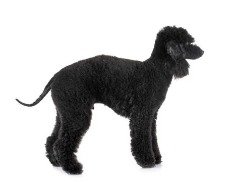 Bedlington poodle in studio Stock Photos