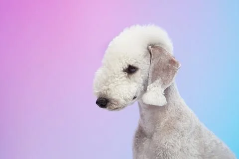 Bedlington Terrier looking down Stock Photos