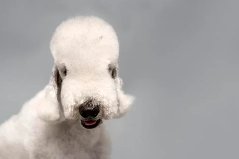 Bedlington Terrier Stock Photos