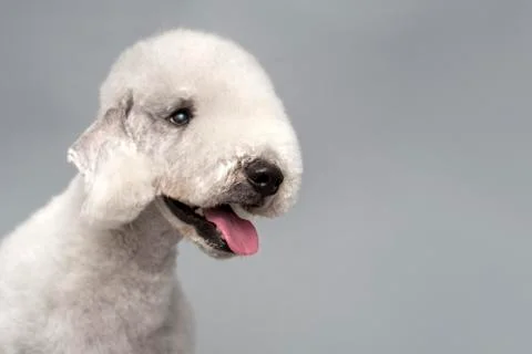 Bedlington Terrier Stock Photos