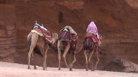 Bedouin with 3 Camels Stock Footage 4117016