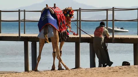 Bedouin with camel 動画素材 20536767