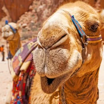Bedouin camel muzzle Stock Photos