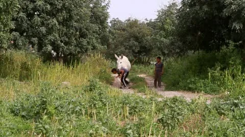 Bedouin children Stock Footage 22340459