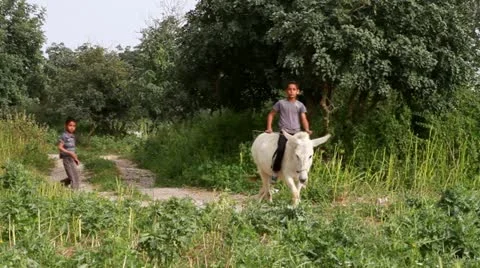 Bedouin children Stock-Footage 22340570