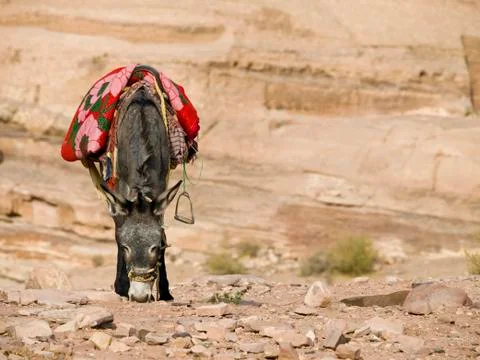 Bedouin donkey Foto stock