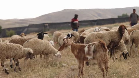 Bedouin Shepards With Herd 動画素材 347753891