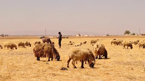 Bedouin shepherd with sheep and donkey in dry farmland near tent in rural Syria Stock Footage 317307828