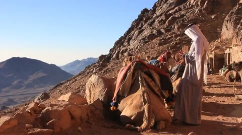 Bedouins with camels. Mount Sinai. Egypt Stock Footage
