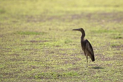 A Bedraggled Heron Stock Photos