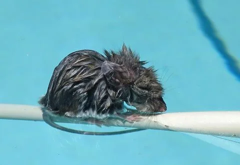 Bedraggled Mouse Foto stock