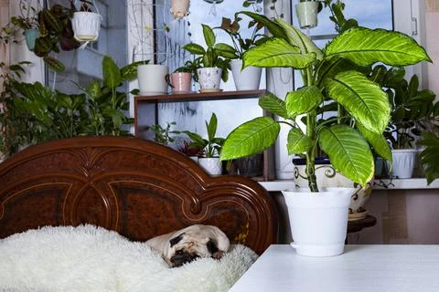 Bedroom interior. Stock Photos