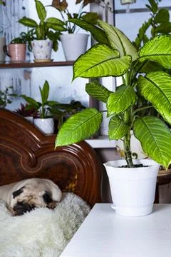 Bedroom interior. Stock Photos