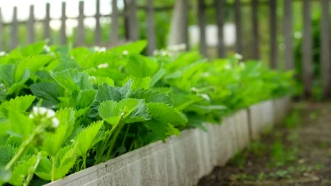 Beds of blooming strawberries on plot in a country house or village. Vídeos de archivo 197506348