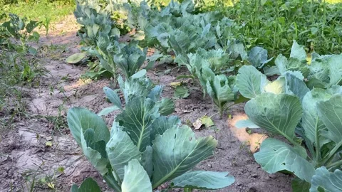 Beds with cabbage. Growing young in the fresh air in private property. Vídeos de archivo 246048489