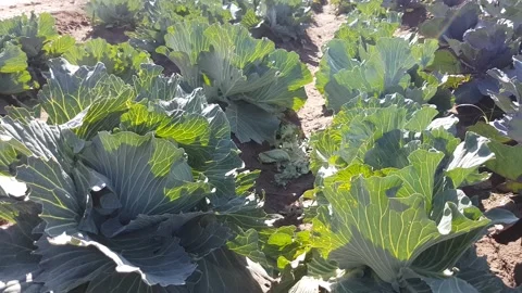 Beds with cabbages, close up Stock Footage 168127096