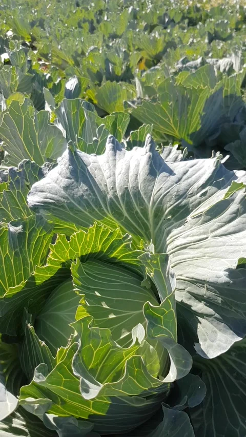 Beds with cabbages, close up Stock Footage 168127336