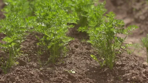 The beds of carrots Stock Footage 56888706