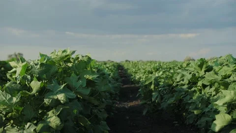 Beds of cucumbers in the field Stock Footage 221217618