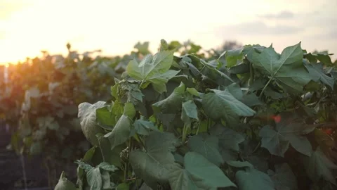 Beds of cucumbers in the field Stock Footage 221677905