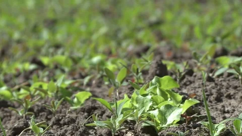 Beds on a field planted with vegetables view Видео 83950025
