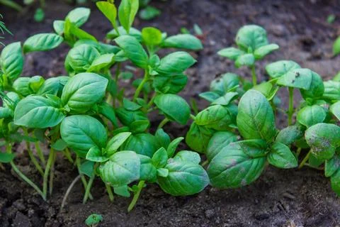 Beds in the garden.Selective focus Stock Photos