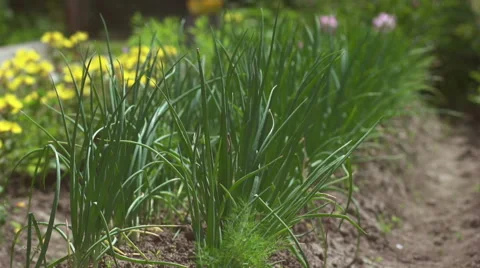The beds of green onions Stock Footage 56887943