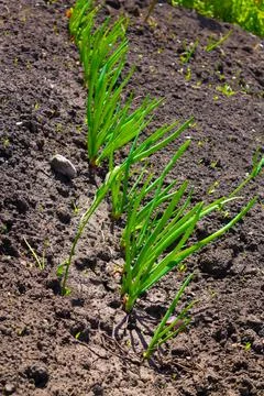 Beds with onions growing on a plot in a vegetable garden in the countryside.A Stock Photos