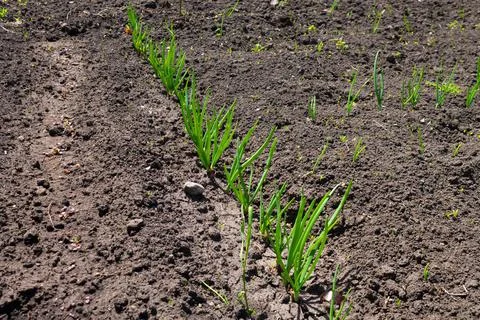 Beds with onions growing on a plot in a vegetable garden in the countryside.A Stock Photos