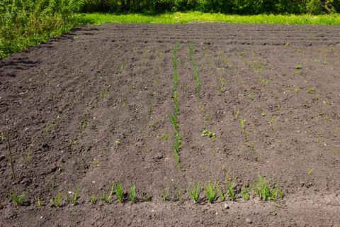Beds with onions growing on a plot in a vegetable garden in the countryside.A Stock Photos