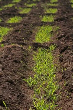 Beds in soil in rectangular forms are prepared for sowing in a f Stock Photos