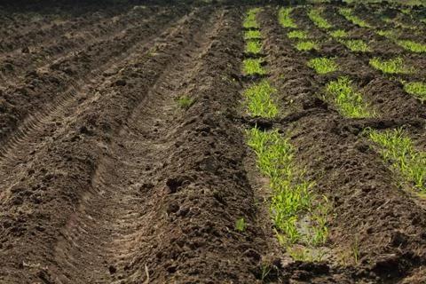 Beds in soil in rectangular forms are prepared for sowing in a f Stock Photos