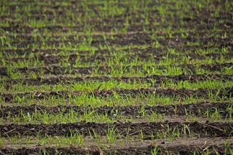 Beds in soil in rectangular forms are prepared for sowing in a f Stock Photos
