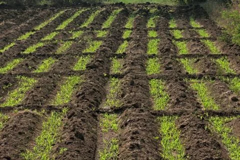 Beds in soil in rectangular forms are prepared for sowing in a f Stock Photos
