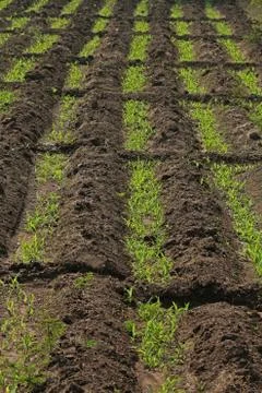 Beds in soil in rectangular forms are prepared for sowing in a f Stock Photos