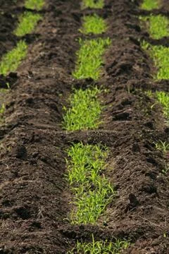 Beds in soil in rectangular forms are prepared for sowing in a f Stock Photos