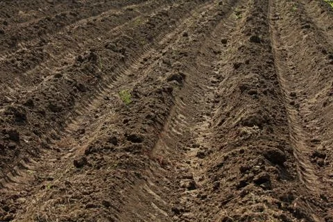 Beds in soil in rectangular forms are prepared for sowing in a f Stock Photos