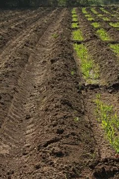 Beds in soil in rectangular forms are prepared for sowing in a f Stock Photos