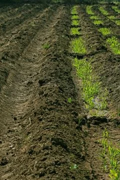 Beds in soil in rectangular forms are prepared for sowing in a f Stock Photos
