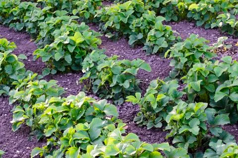 The beds with strawberries Stock Photos
