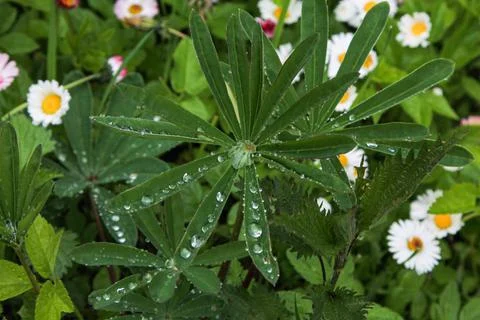 The beds with strawberries spring Stock Photos